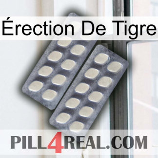 Érection De Tigre 07